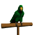 parrot