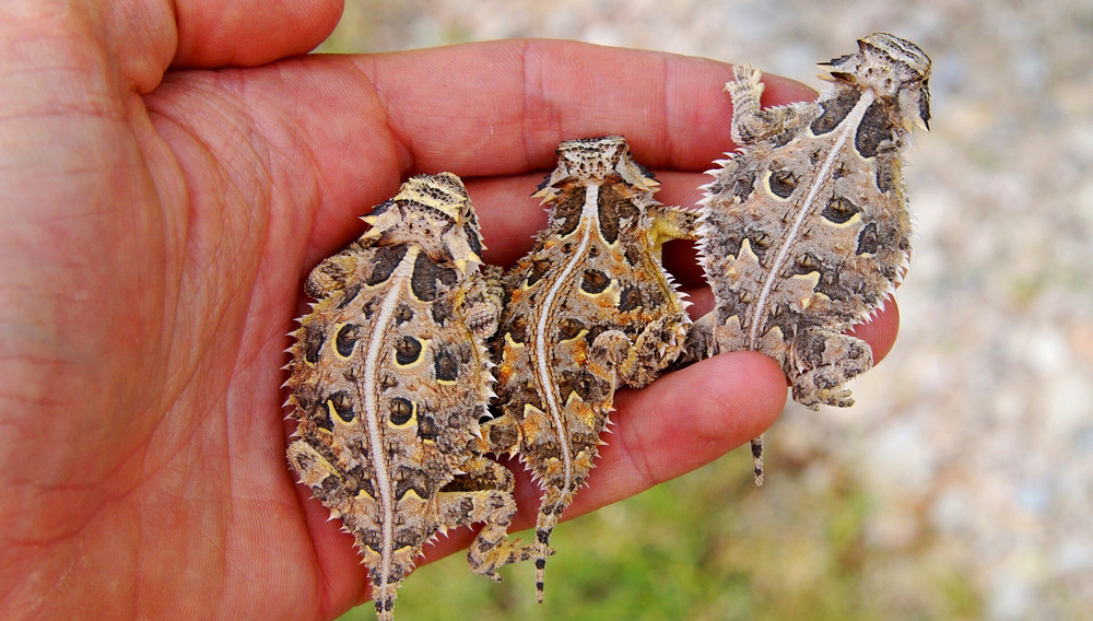 Texas horned lizards