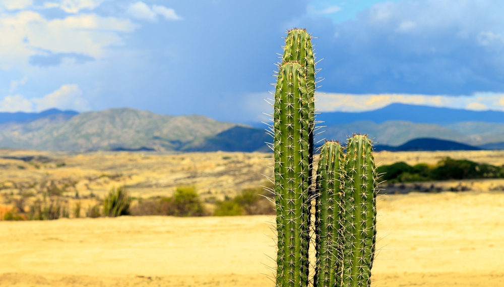 Cacti