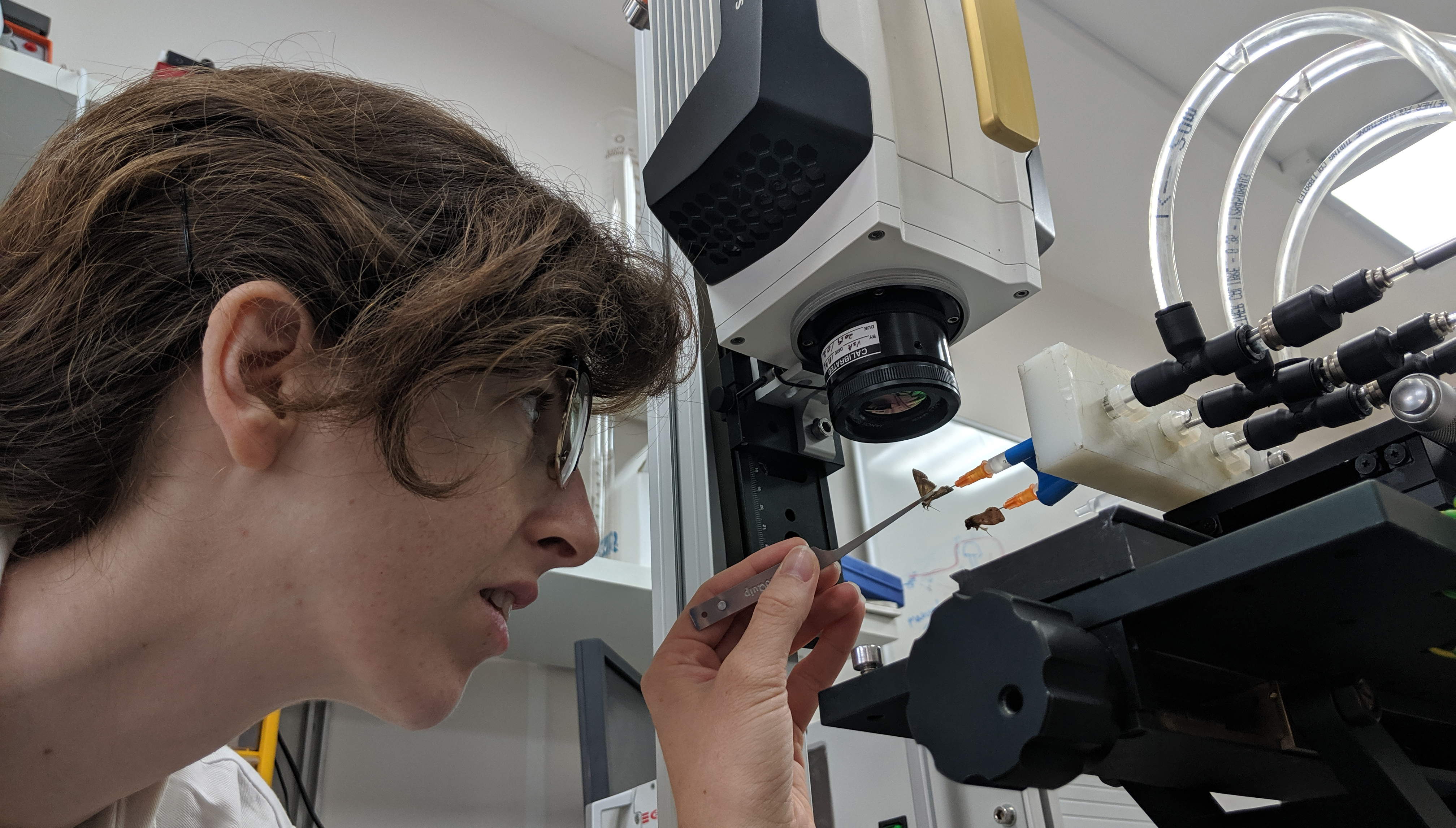 Researcher Rona Eckert of the School of Zoology, uses the unique equipment in the laboratory, as part of a study on heat conservation in the body of moths