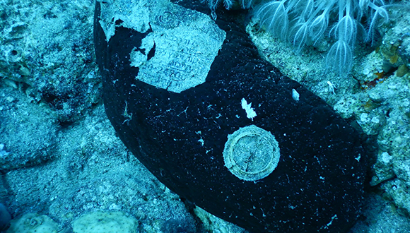 פסולת פלסטיק על גבי מלפפון ים בשונית האלמוגים באילת (צילום: גיארמו בן-נעים אנדרסון)