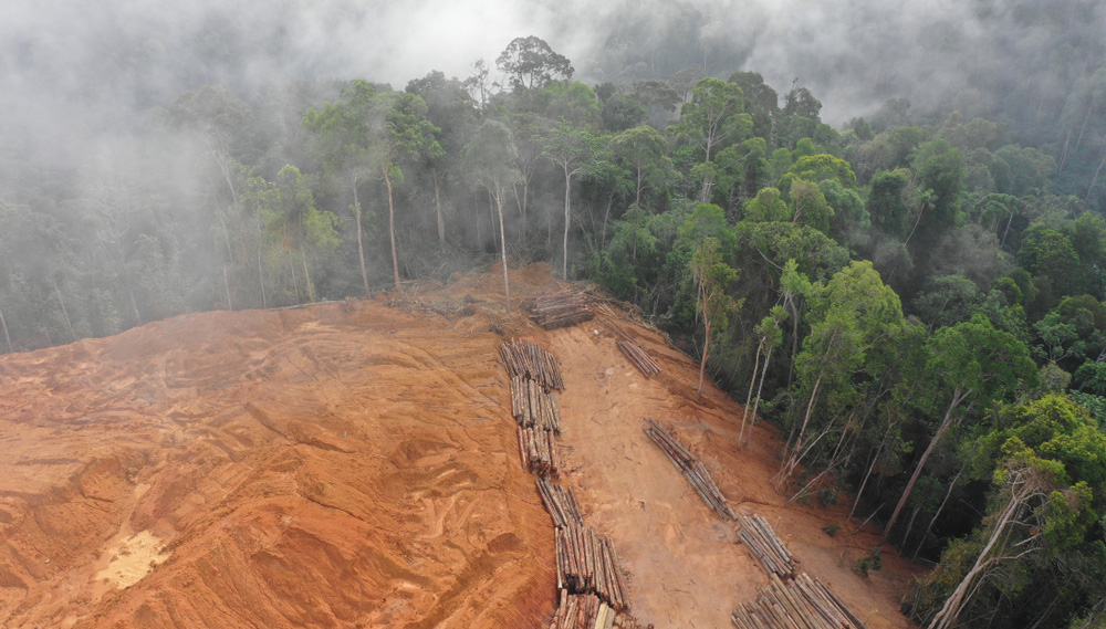 Stop now, before it runs out. The process of burning rainforest for the benefit of raising cattle. 