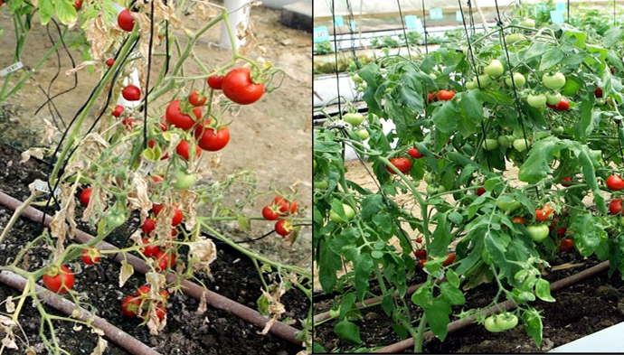 Genetically engineered tomato shrubs
