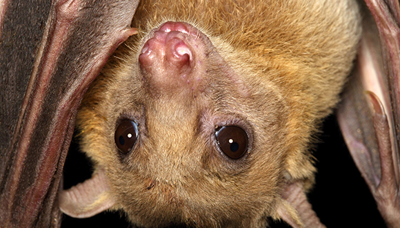עטלף במושבת העטלפים שבגן הזואולוגי. צילום: יאנס ריידל