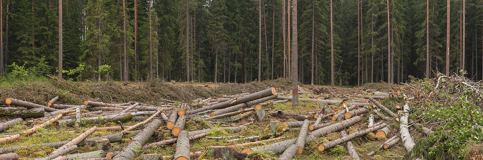 מחקר חדש: השילוב בין ההתחממות הגלובלית לכריתת היערות עלול להוביל להכחדה המונית של מיני בעלי חיים