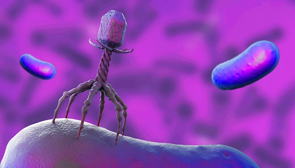 המזריקים לחיידקים: נגיפים מהונדסים יחדירו תכונות חדשות לחיידקים אלימים וישבשו את פעילותם