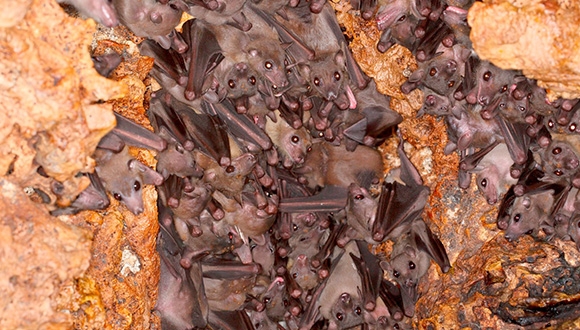 קבוצת עטלפי פירות רעשניים במושבה (צילום: ג'נס רידל)