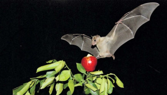 חוקרים מאוניברסיטת תל-אביב הצליחו להסביר מדוע עטלפים צדים בלהקות 