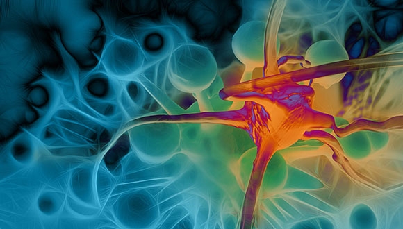 האויב שבפנים: מנגנון החיסול העצמי של התאים הממאירים מעורר תקווה חדשה במלחמה בסרטן