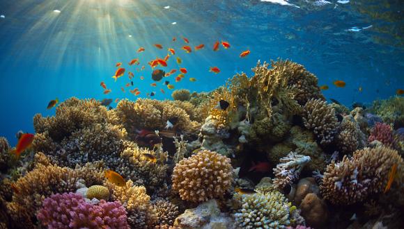 מה מוציא את האלמוגים מסינכרון?