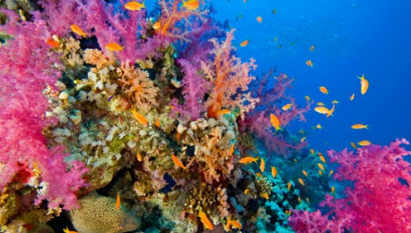 סדנא בינלאומית ראשונה מסוגה בעולם תתקיים החודש בנושא שיקום מערכות אקולוגיות ימיות