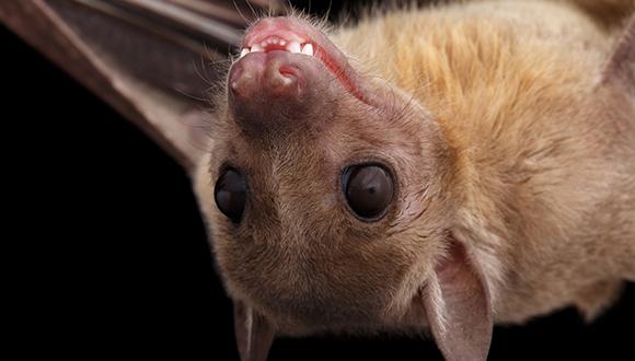 ניבים מחודדים: כיצד רוכשים העטלפים את שפתם?