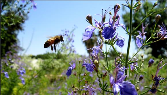הקרנת בכורה: "הדבורים הנעלמות והדרך הביו דינמית להצלתן" 