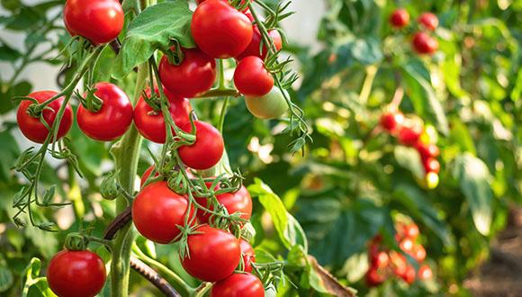 חוקרים הצליחו לגדל עגבניות שצורכות פחות מים ומבלי שתהיה פגיעה ביבול