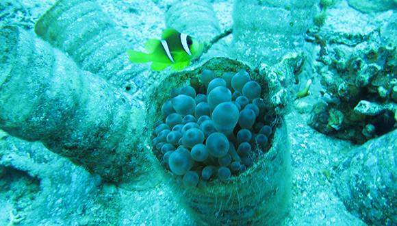 מאכזיב ועד אילת: זיהומי פלסטיק נמצאו בבעלי חיים ימיים לכל אורך חופי ישראל