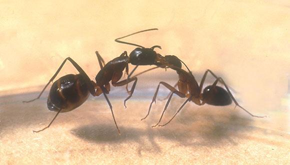 כיצד מבחינות הנמלים בין ידיד לאויב ומהו הריח של מלכת הדבורים?
