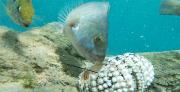 קיפוד ים נטרף על ידי דג בשונית האלמוגים באילת