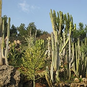 הגן הבוטני משתדרג דיגיטלית באמצעות תיעוד מתקדם של הצמחים ואפליקציה למבקרים
