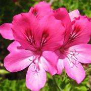 הגנים הבוטניים