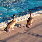 אהבה באוויר