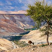 זהירות: הטבע הישראלי בסכנת הכחדה