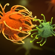 כיצד מבחינים חיידקים 'בין אויב לאוהב'?