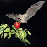 מחקר עטלפים