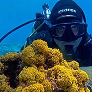 מה יהיה גלגל ההצלה של שוניות האלמוגים במים העמוקים והרדודים?