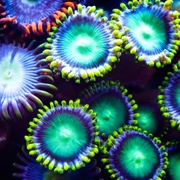 כימיקל קוסמטי מסכן את שוניות האלמוגים