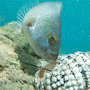 קיפוד ים נטרף על ידי דג בשונית האלמוגים באילת