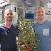 לראשונה בעולם: שיטה גנטית חדשה מאפשרת לחשוף את התפקיד והתכונות של מרבית הגנים בצמח 