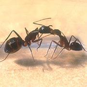 כיצד מבחינות הנמלים בין ידיד לאויב? 