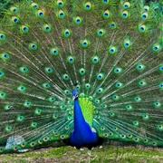 הגן הזואולוגי של אוניברסיטת תל-אביב מזמין לביקור