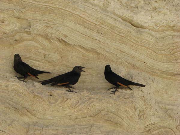 Tristram crows discuss a folded layer