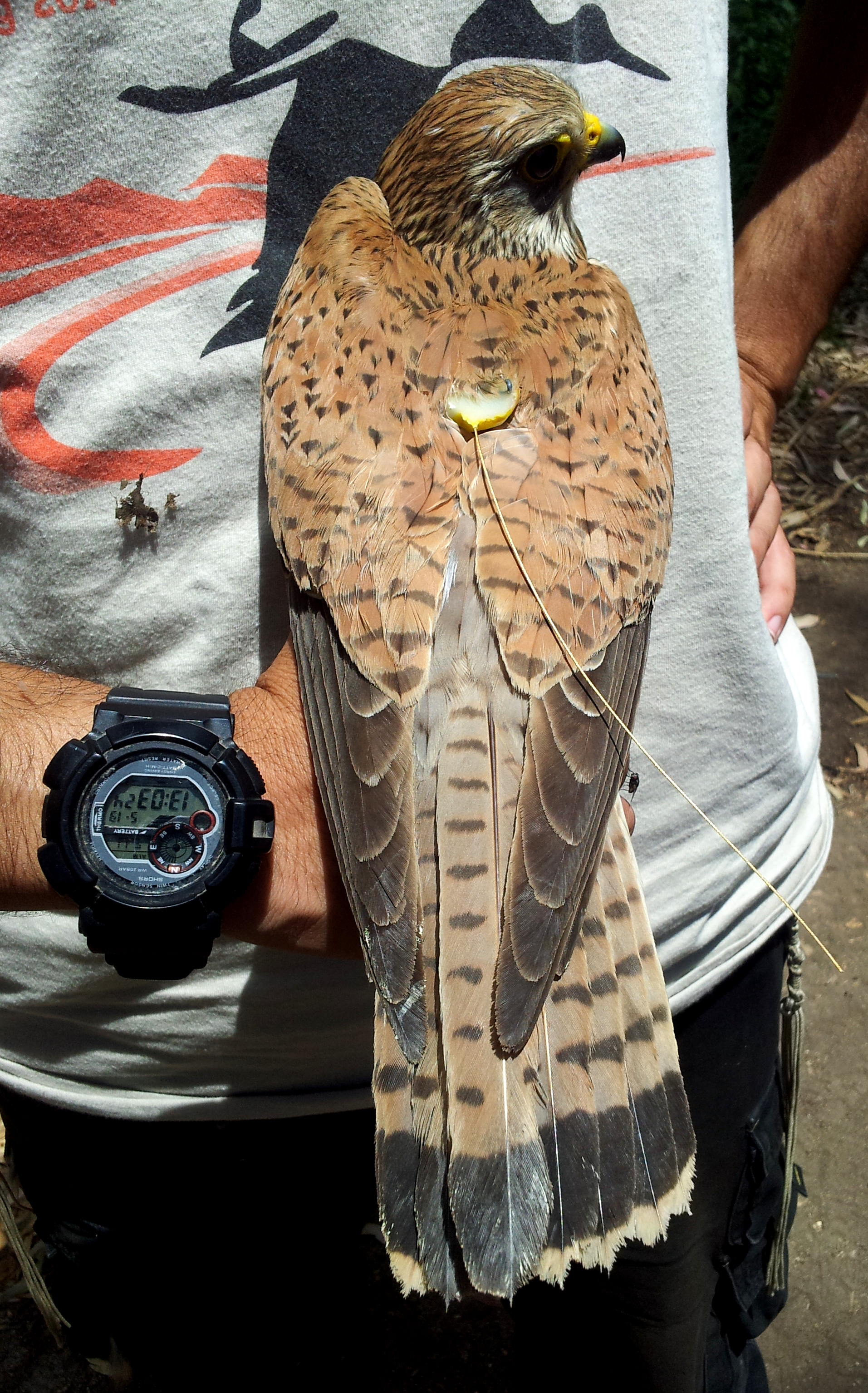 A tagged kestrel