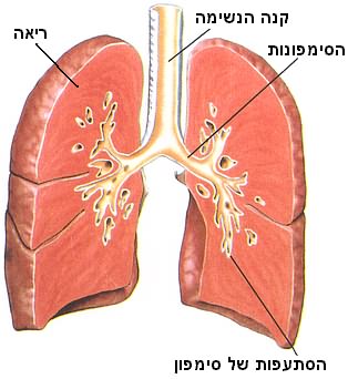 קנה הנשימה